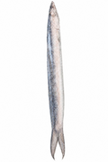 BARRACUDA  FISH