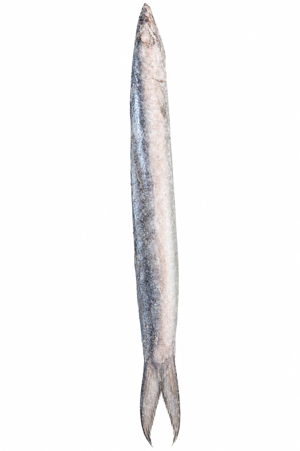 BARRACUDA  FISH