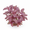 Amaranth- 1kg