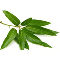 Mango Leaves-1pc