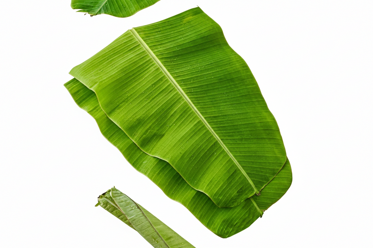 Banana leaf- 1Pc