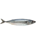 HORSE MACKEREL 4/600 WEST COAST