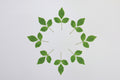 Belpatra Leaves -10g