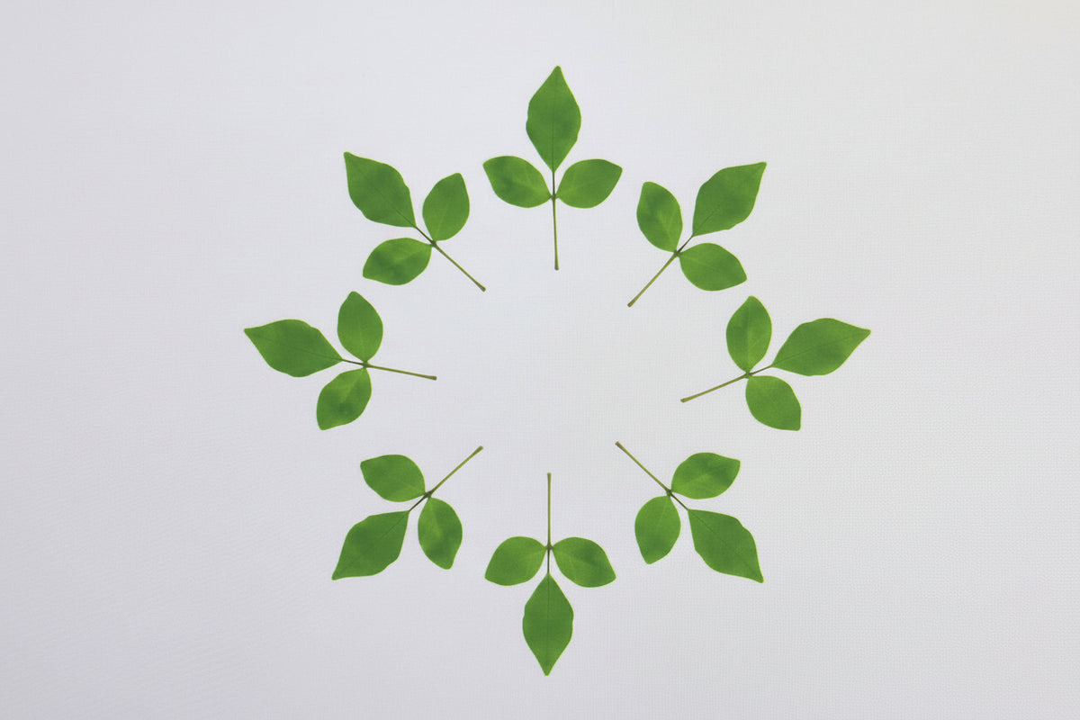 Belpatra Leaves -10g