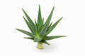 Aloevera - 1kg