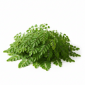 drumstick leaves- 1 Bunch